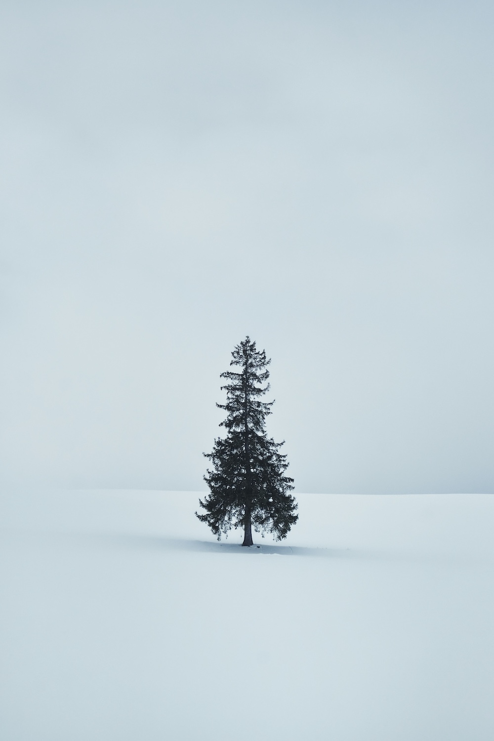 一棵松树伫立在雪地里